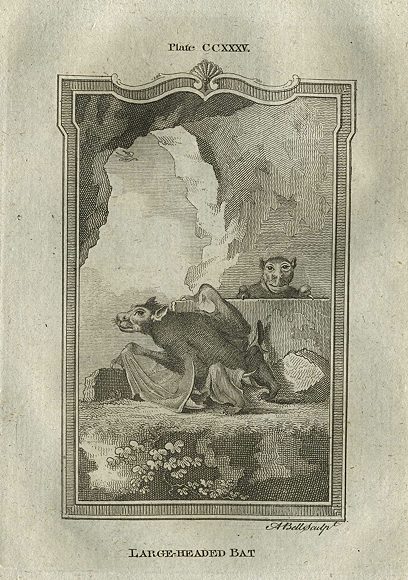 Large Headed Bat, after Buffon, 1785
