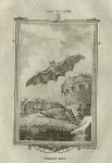 Shrew Bat, after Buffon, 1785