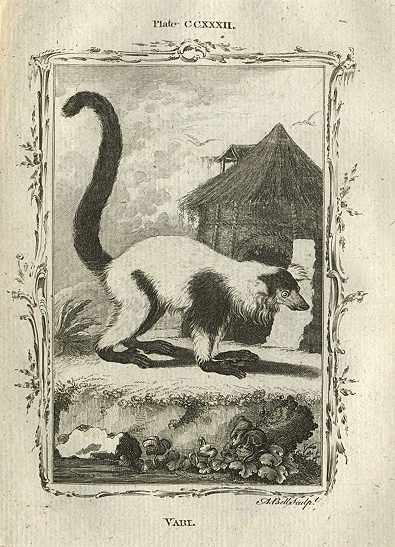 Vari (lemur), after Buffon, 1785