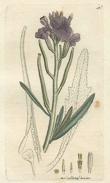 Sea Stock (Cheiranthus sinuatus), Sowerby, 1798