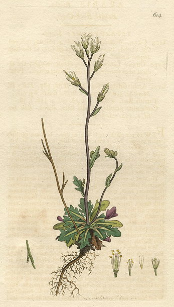 Bristol Rock-cress (Arabis stricta), Sowerby, 1798