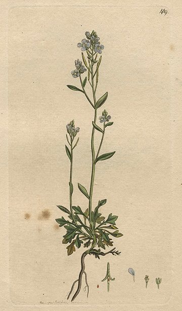 Alpine Ladies-smock (Cardamine hastulata), Sowerby, 1798