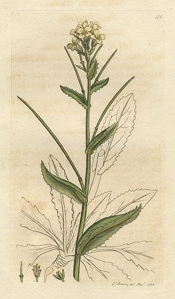 Tower Wall-cress (Arabis turrita), Sowerby, 1794