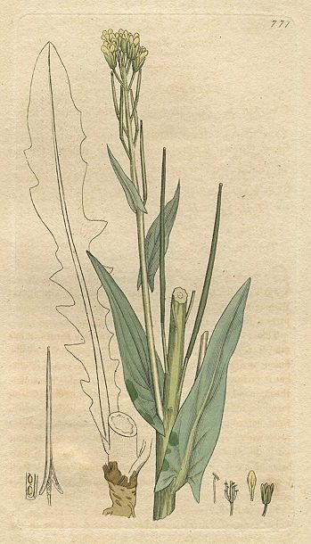 Smooth Tower-Mustard (Turritis glabra), Sowerby, 1800