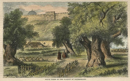 Jerusalem, Garden of Gethsemane, 1865