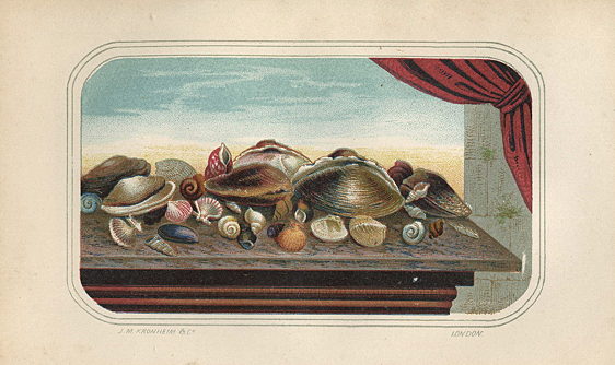 Shells, chromolithograph by Kronheim, c1870