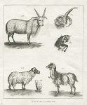 Syrian Animals (goats), 1800
