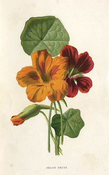 Indian Cress, 1895