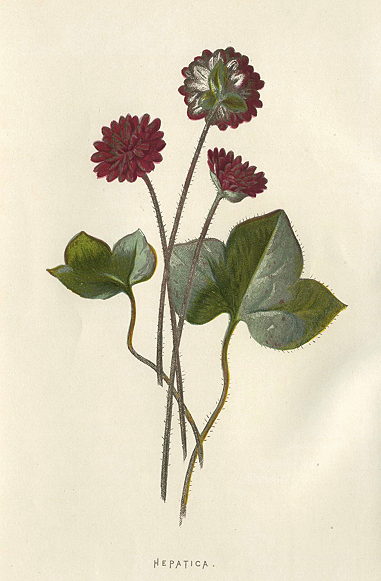 Hepatica, 1895