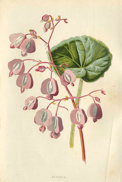 Begonia, 1895