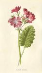 Siebold's Primrose, 1895