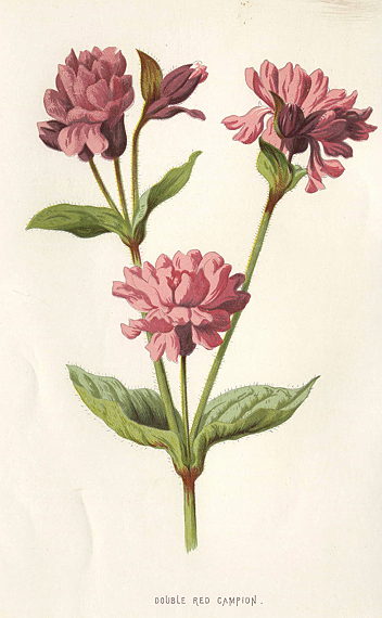 Double Red Campion, 1895