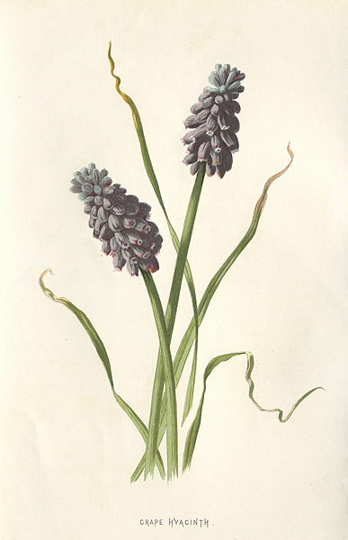 Grape Hyacinth, 1895