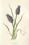 Grape Hyacinth, 1895