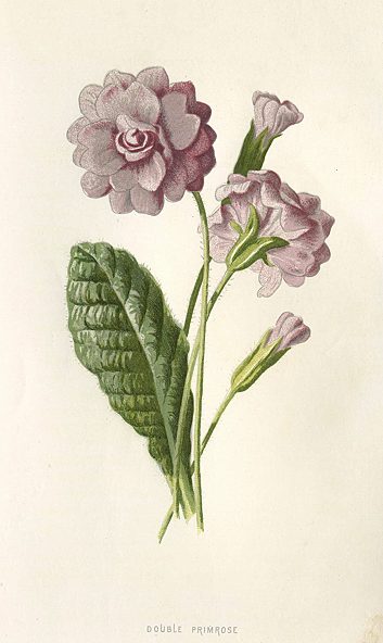 Double Primrose, 1895