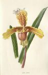 Lady's Slipper, 1895