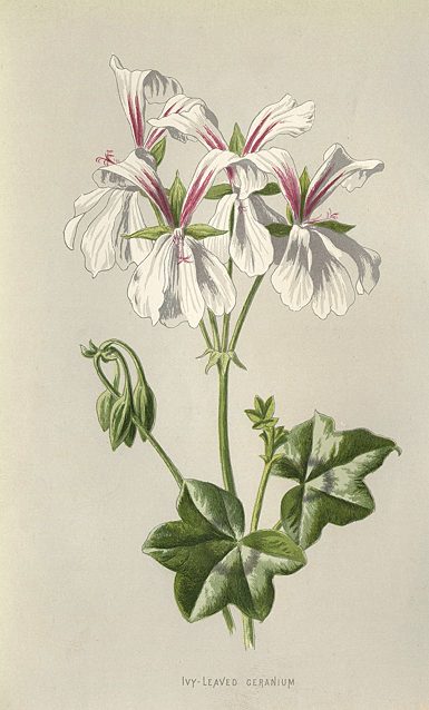 Ivy-Leaved Geranium, 1895