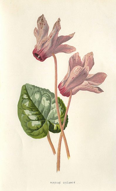 Persian Cyclamen, 1895