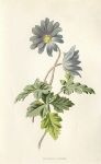 Mountain Anemone, 1895