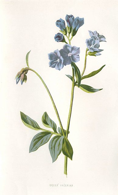 Greek Valerian, 1895