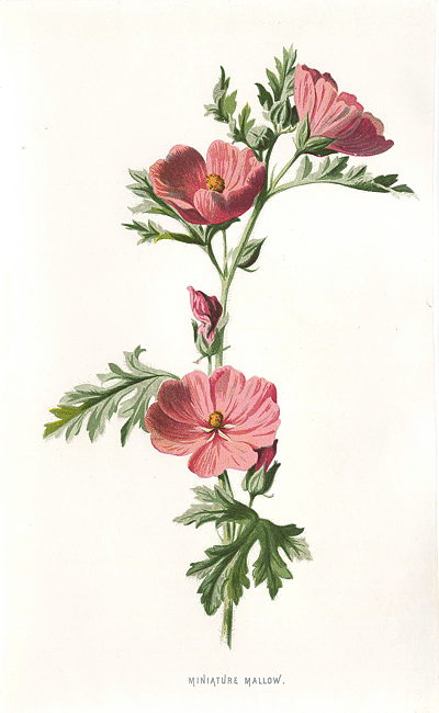 Miniature Mallow, 1895