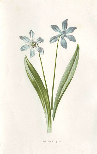 Siberian Squill, 1895