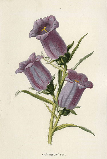 Canterbury Bell, 1895