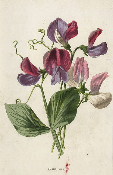 Annual Pea, 1895