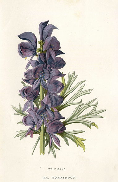 Wolf Bane, or, Monkshood, 1895