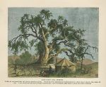 Holy Land, Hebron, Abraham's Oak, 1875