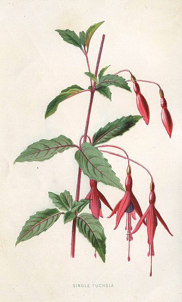 Single Fuchsia, 1895