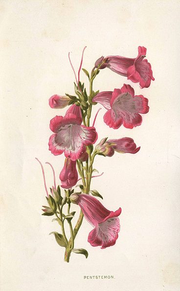 Penstemon, 1895