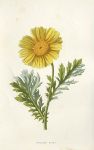 Garland Daisy, 1895