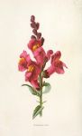 Snapdragon, 1895