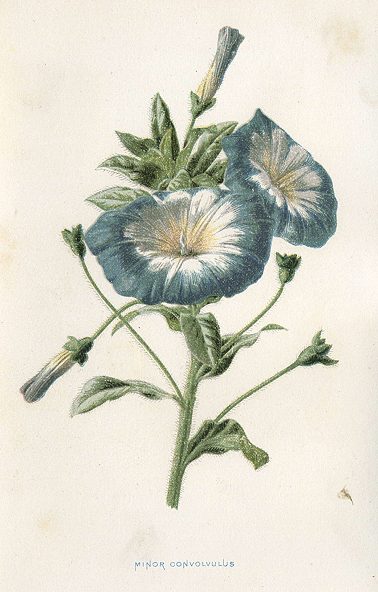 Minor Convolvulus, 1895