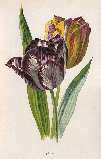 Tulip, 1895