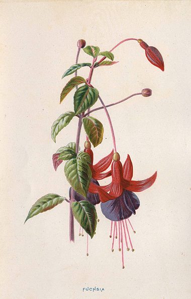 Fuchsia, 1895