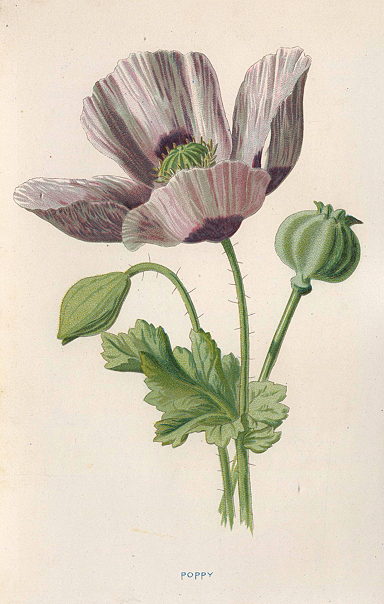 Poppy, 1895