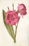 Oleander, 1895