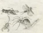Ukraine, various insects, 1810