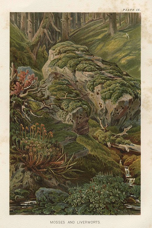 Mosses and Liverworts, 1896