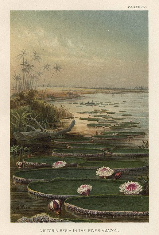 Victoria Regia in the River Amazon, 1896