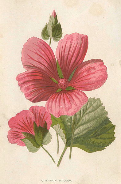 Crimson Mallow, 1895