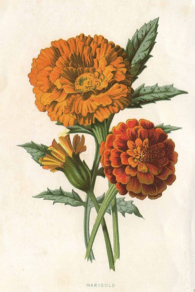 Marigold, 1895