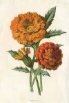 Marigold, 1895