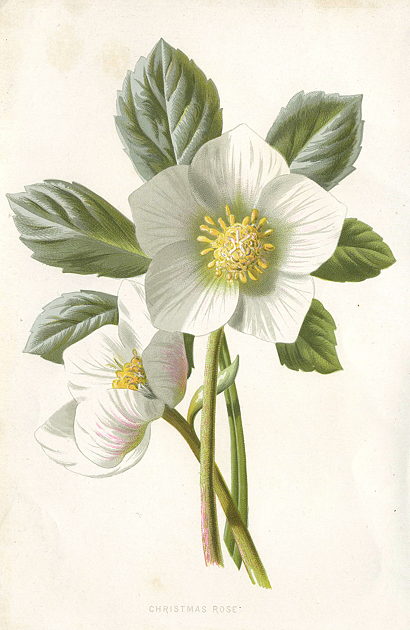 Christmas Rose, 1895