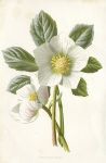 Christmas Rose, 1895