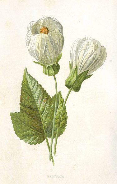 Abutilon, 1895