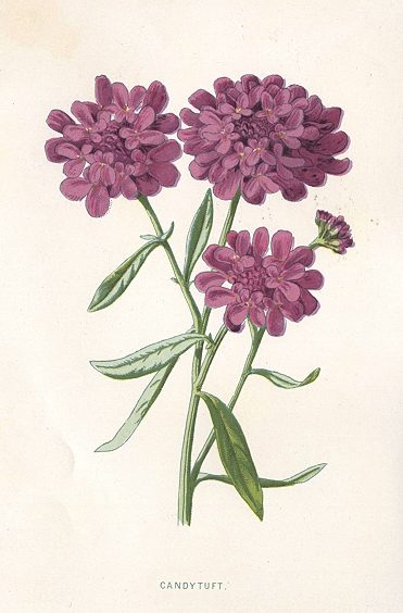 Candytuft, 1895