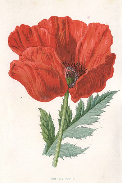 Oriental Poppy, 1895